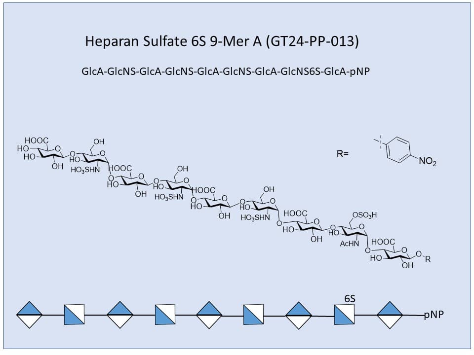 Heparan Sulfate 6S 9-Mer A