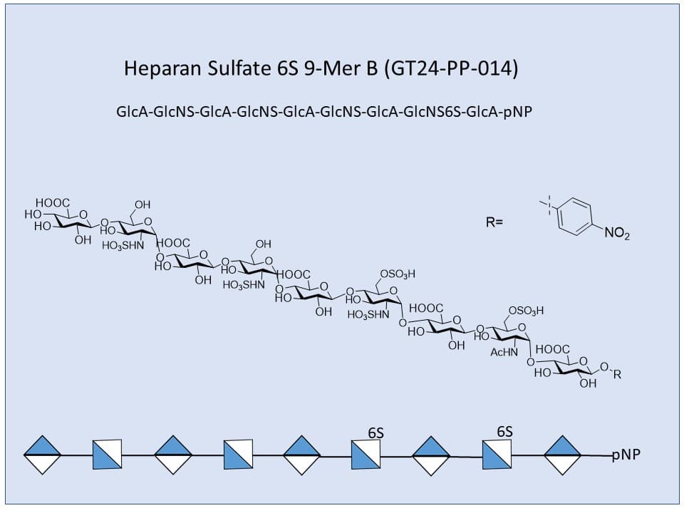 Heparan Sulfate 6S 9-Mer B