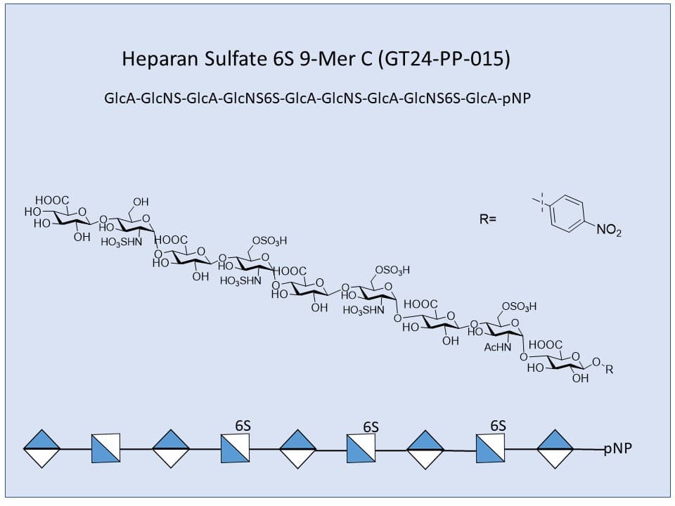 Heparan Sulfate 6S 9-Mer C
