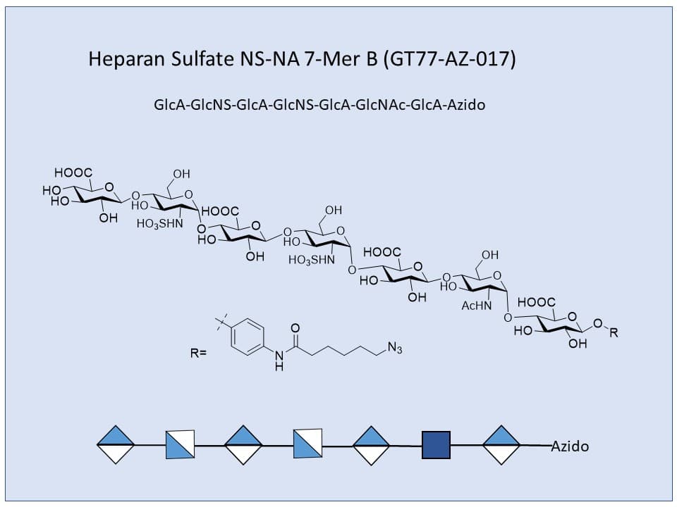 Heparan Sulfate NS-NA 7-Mer B