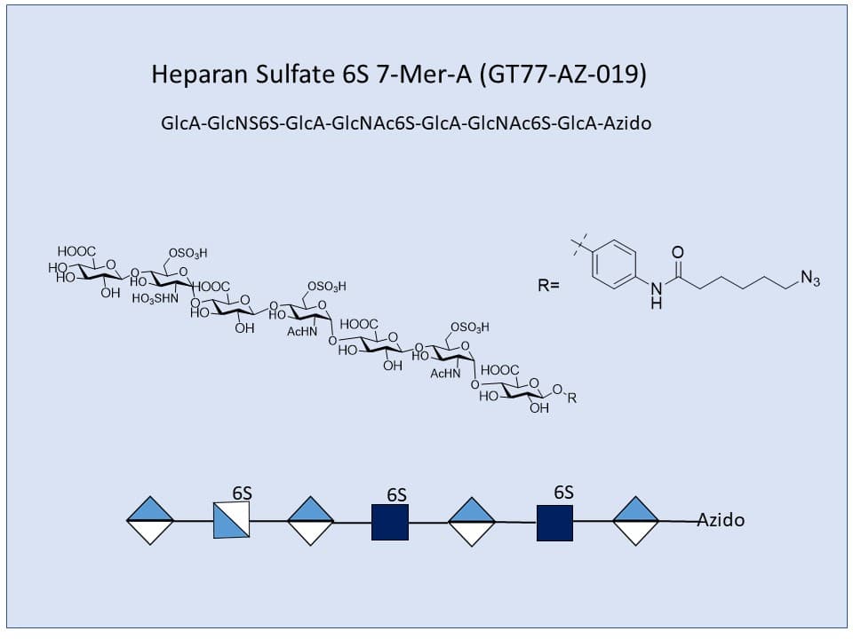 Heparan Sulfate 6S 7-Mer A