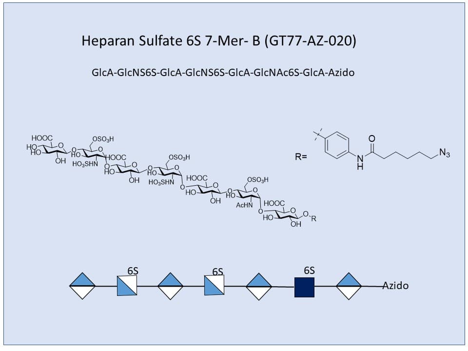 Heparan Sulfate 6S 7-Mer B
