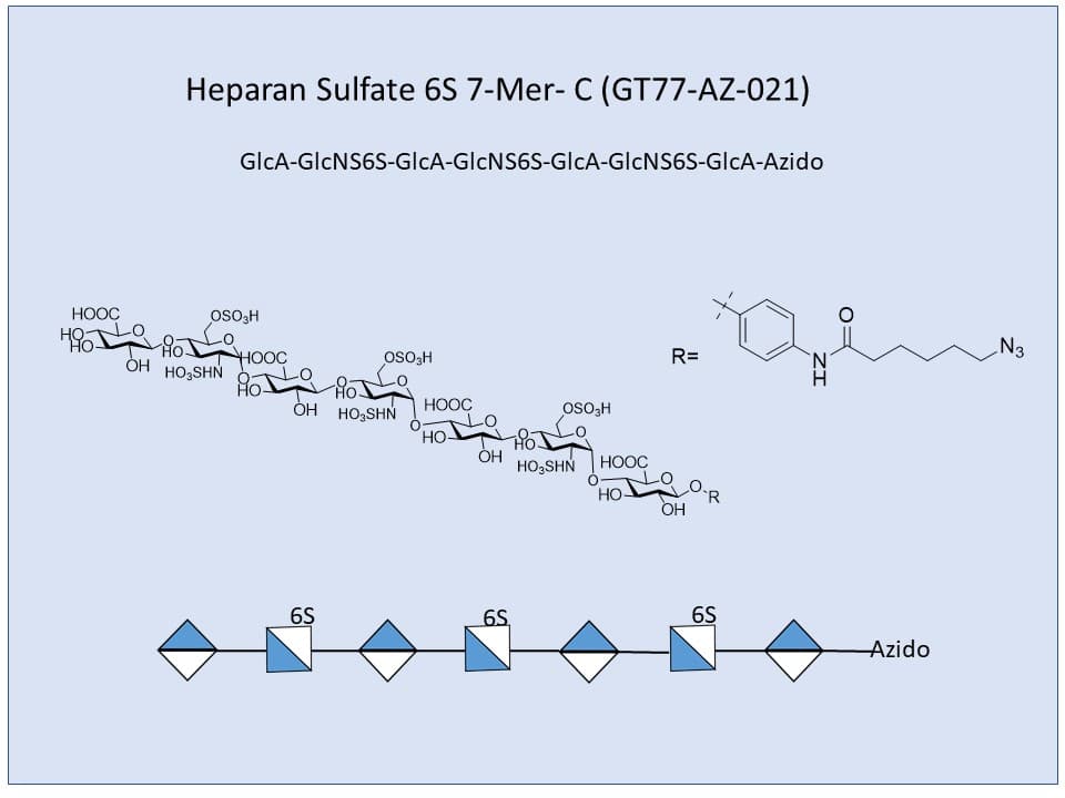 Heparan Sulfate 6S 7-Mer C
