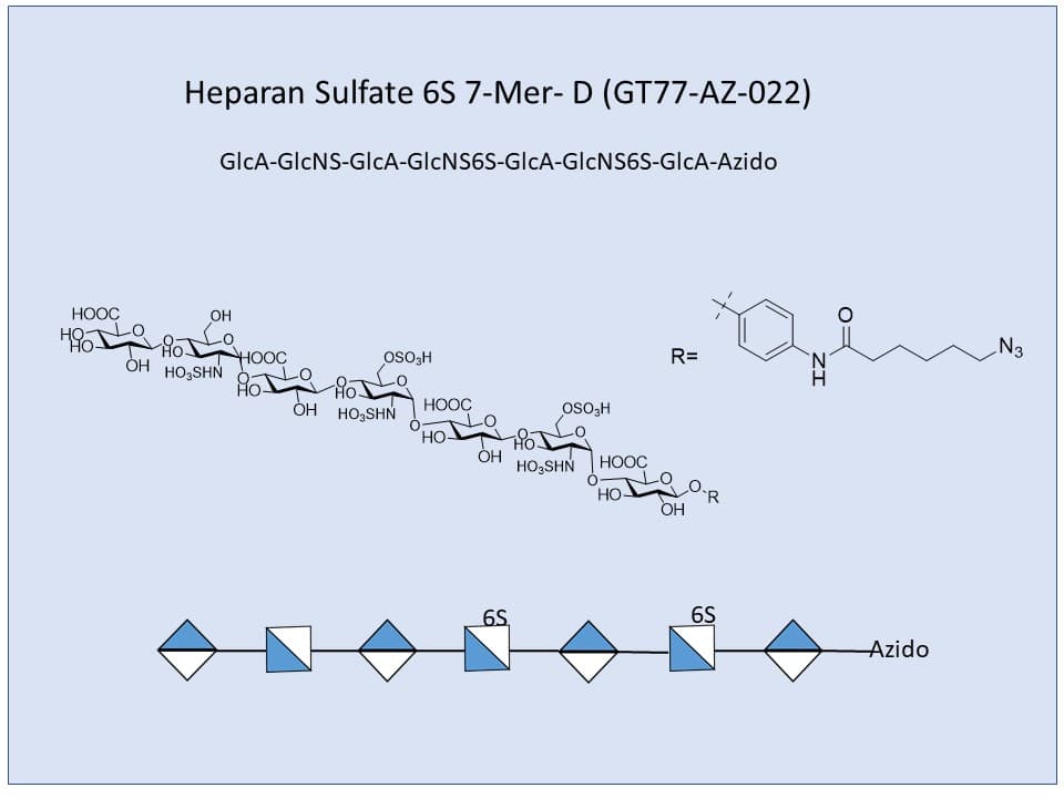 Heparan Sulfate 6S 7-Mer D