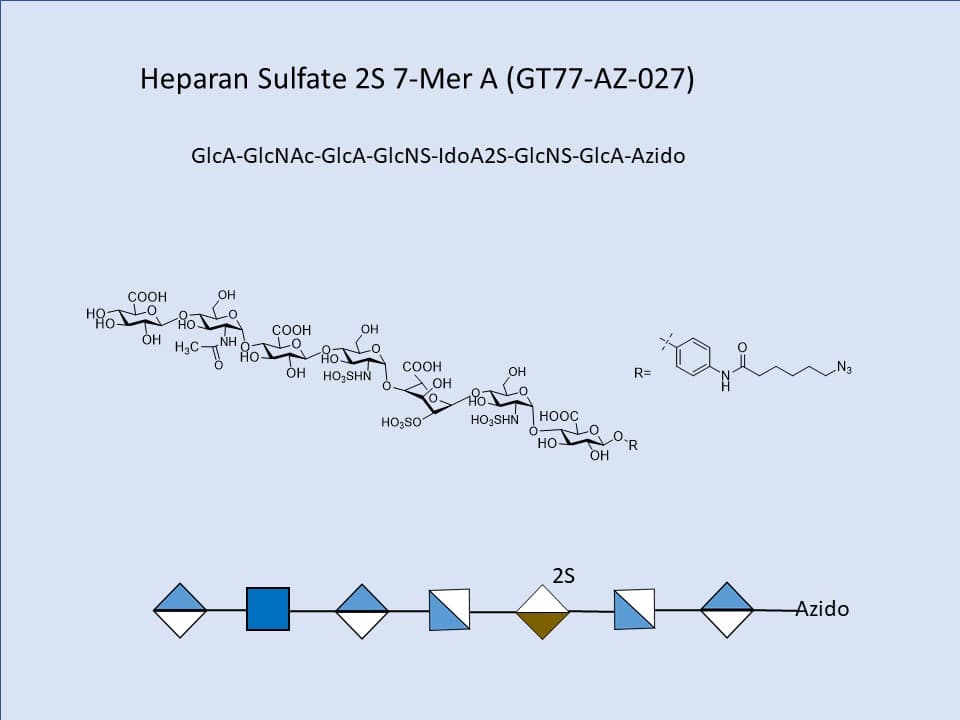Heparan Sulfate 2S 7-Mer A