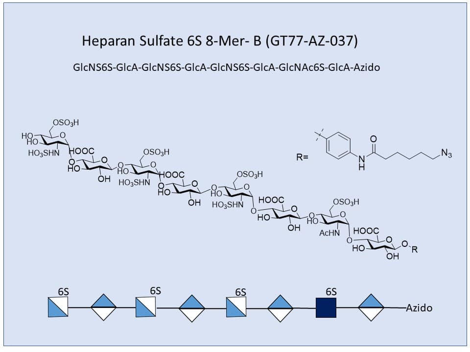 Heparan Sulfate 6S 8-Mer B
