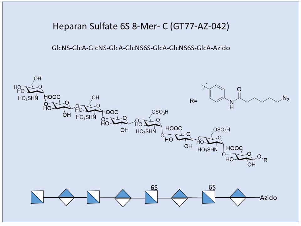 Heparan Sulfate 6S 8-Mer C