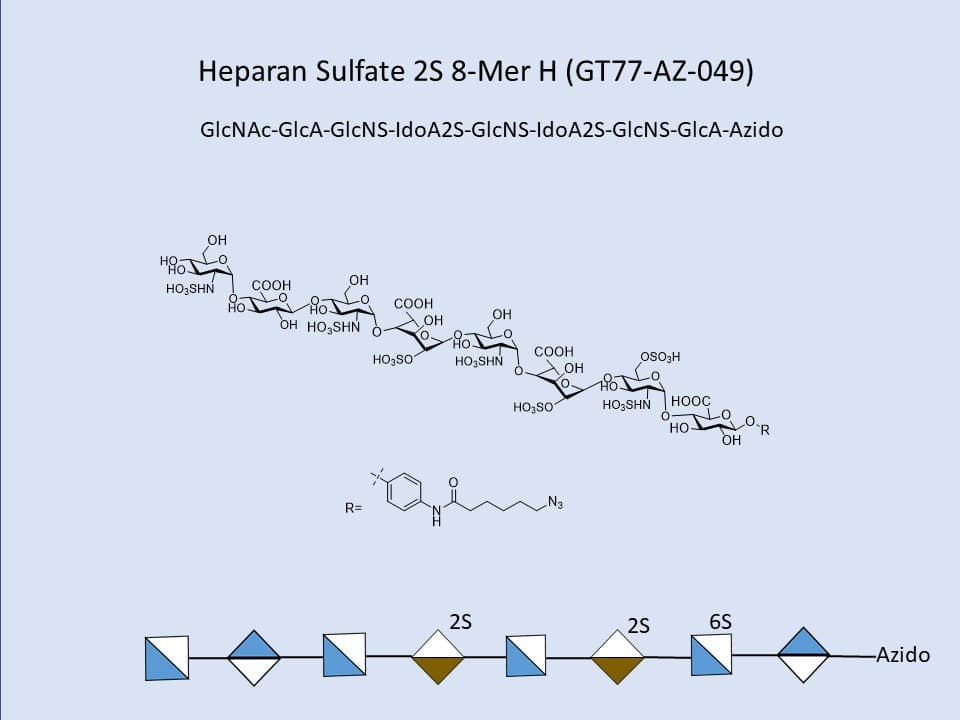Heparan Sulfate 2S 8-Mer H