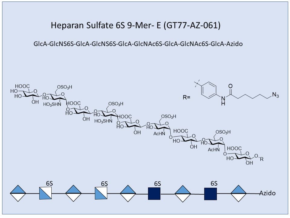 Heparan Sulfate 6S 9-Mer E