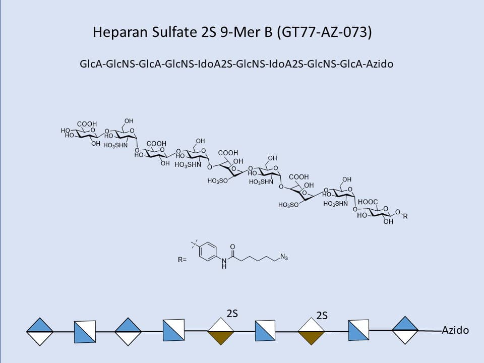Heparan Sulfate 2S 9-Mer B
