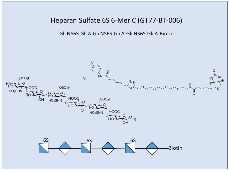 Heparan Sulfate 6S 6-Mer C Bio