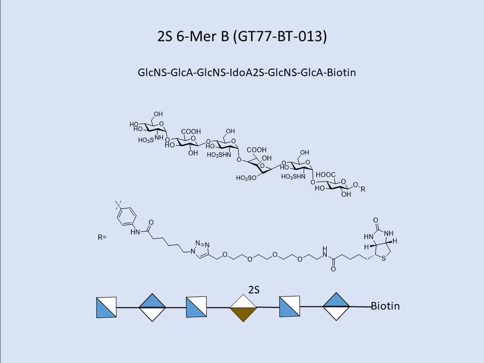 Heparan Sulfate 2S 6-Mer B Bio