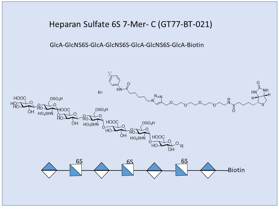 Heparan Sulfate 6S 7-Mer Bio