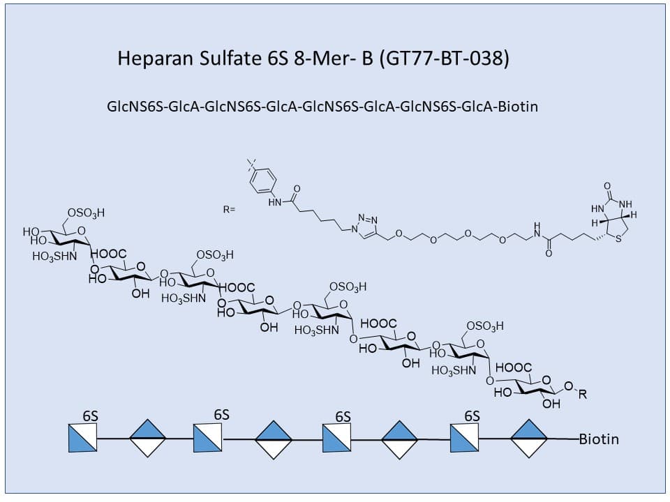 Heparan Sulfate 6S 8-Mer Bio