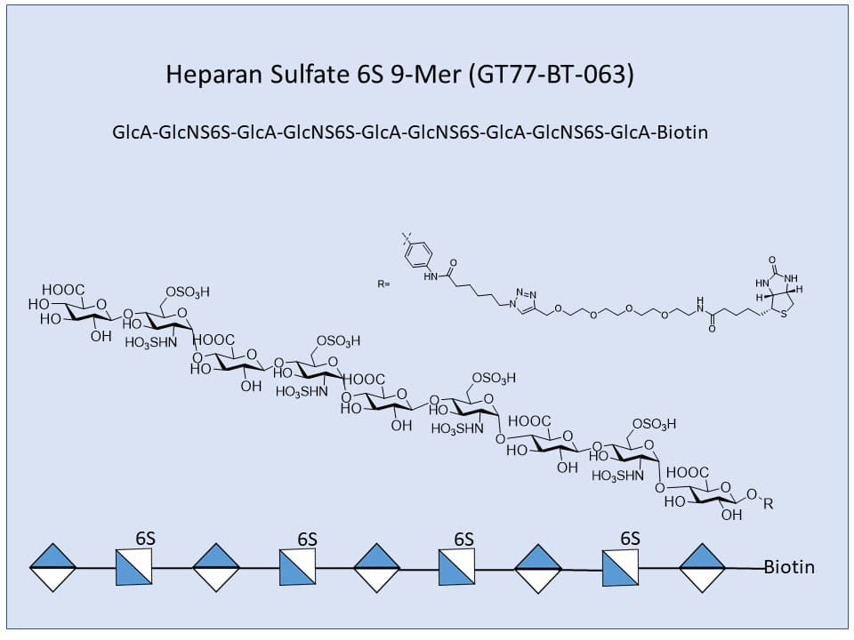 Heparan Sulfate 6S 9-Mer Bio