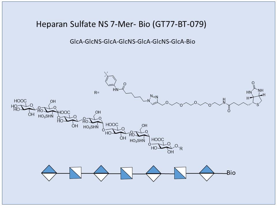 Heparan Sulfate NS 7-Mer Bio