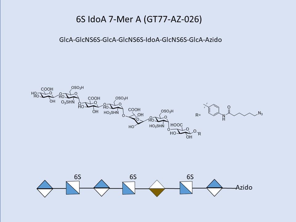 Heparan Sulfate 6S IdoA 7-Mer A