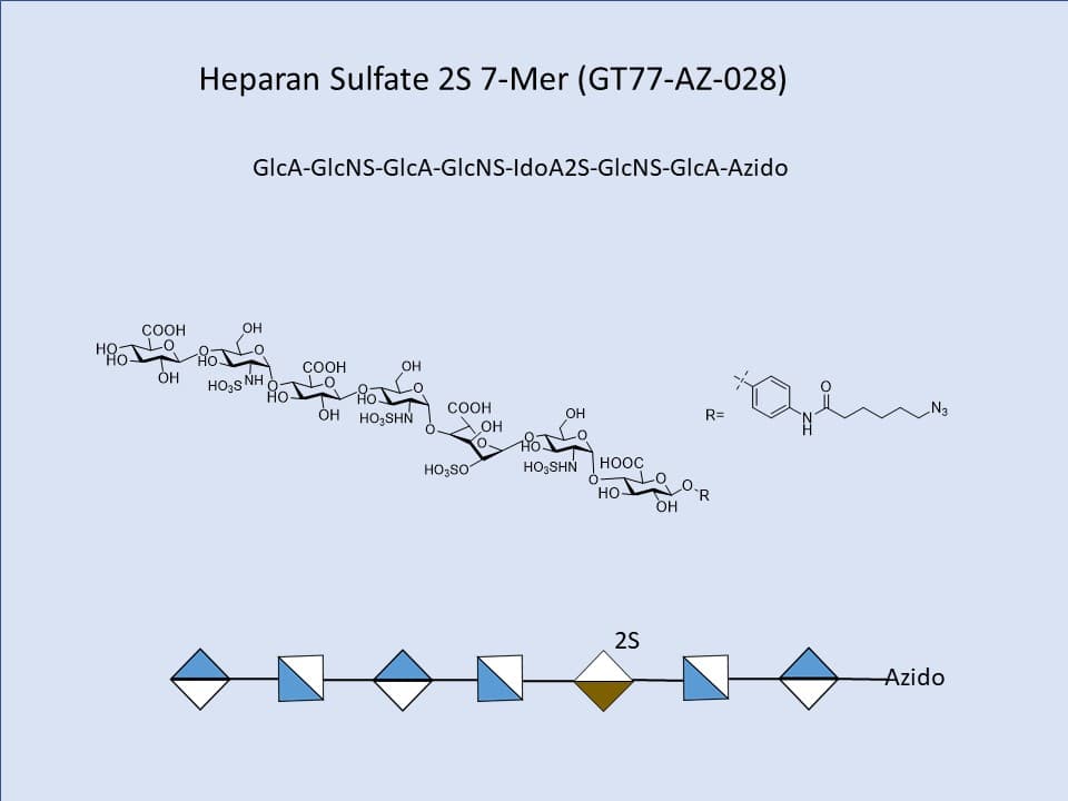 Heparan Sulfate 2S 7-Mer