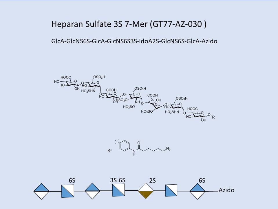 Heparan Sulfate 3S 7-Mer