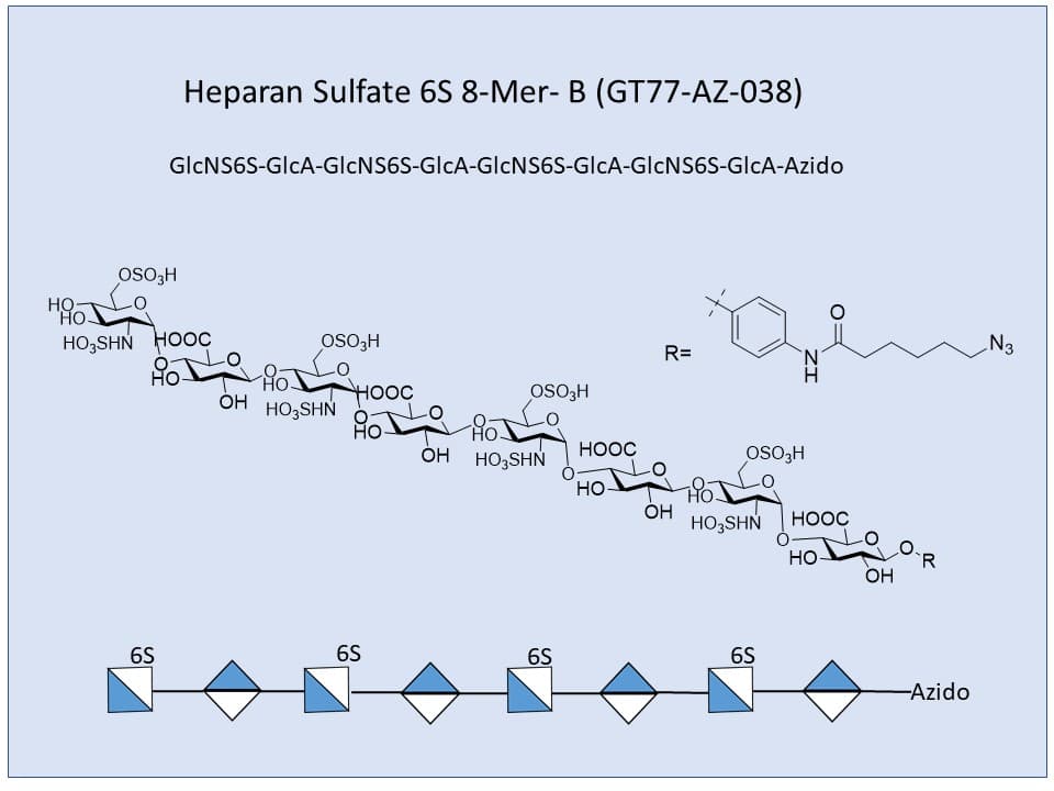 Heparan Sulfate 6S 8-Mer B