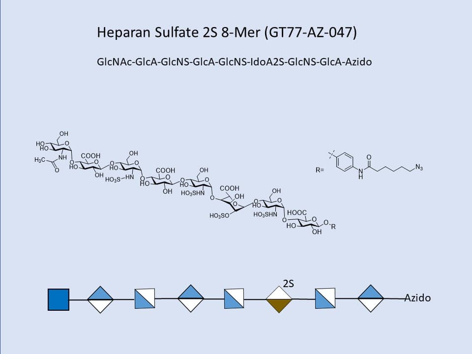 Heparan Sulfate 2S 8-Mer