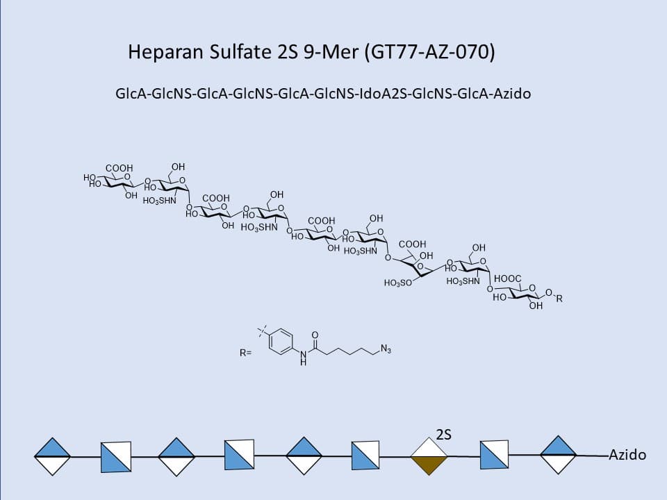 Heparan Sulfate 2S 9-Mer