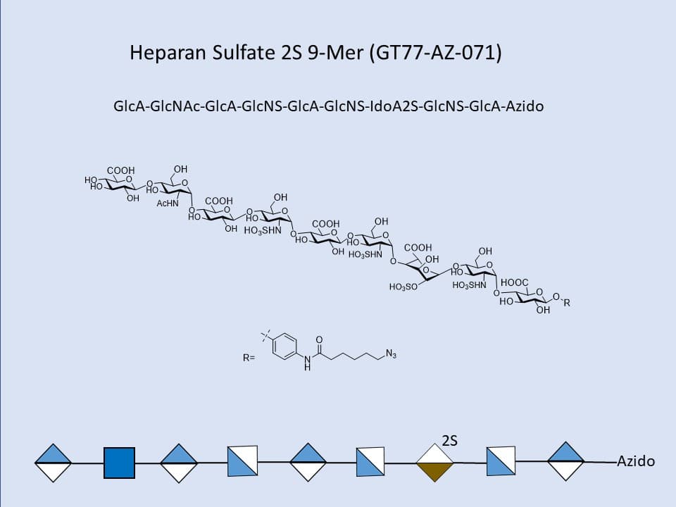 Heparan Sulfate 2S 9-Mer