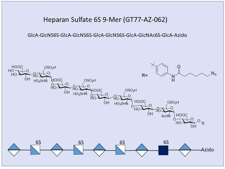 Heparan Sulfate 6S 9-mer