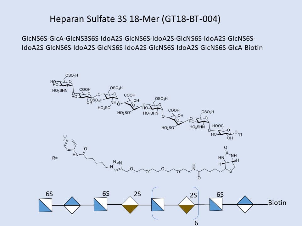 Heparan Sulfate 3S 18-Mer