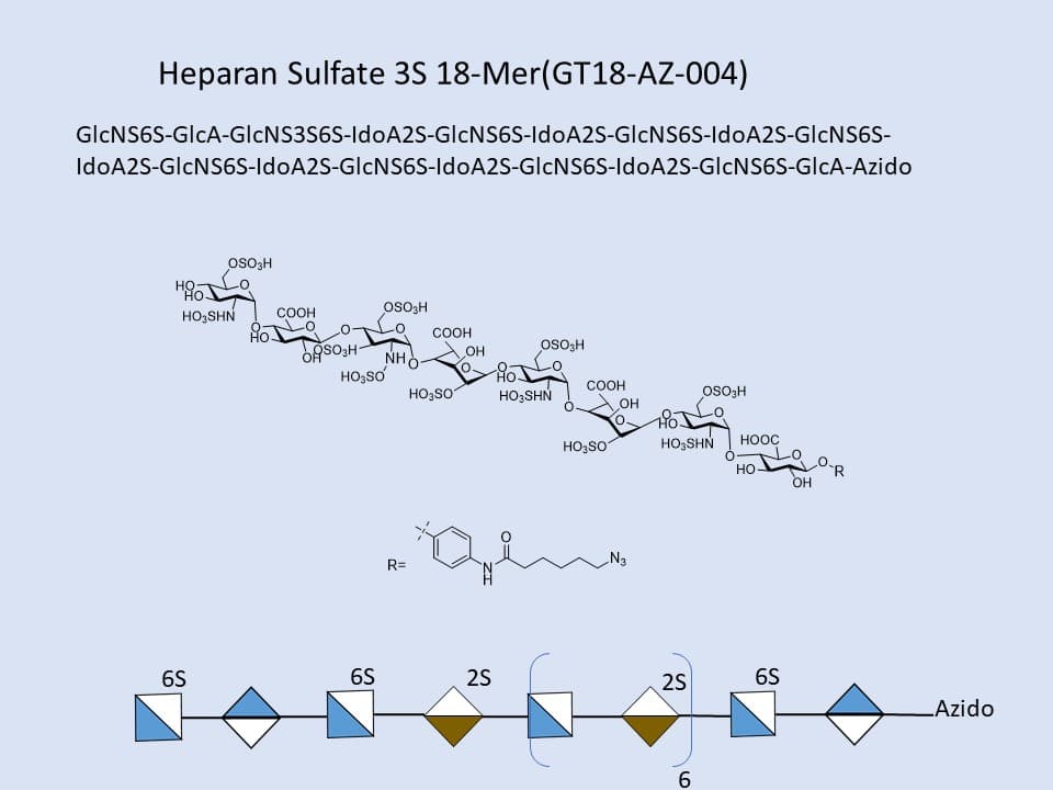 Heparan Sulfate 3S 18-Mer