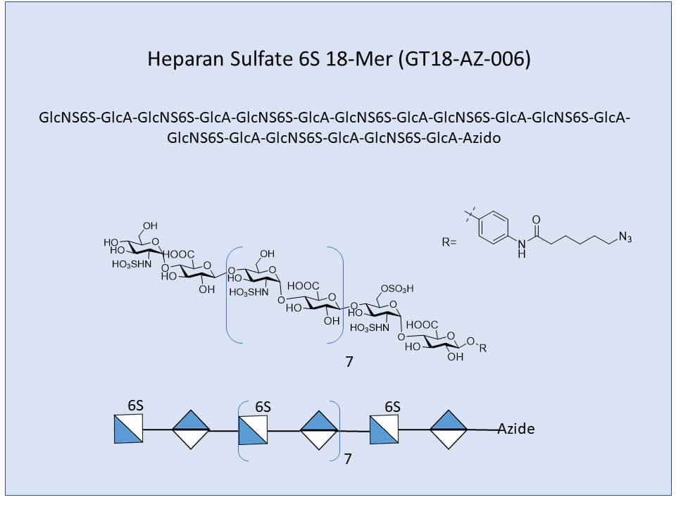 <h2>Heparan Sulfate 6S 18-Mer</h2>