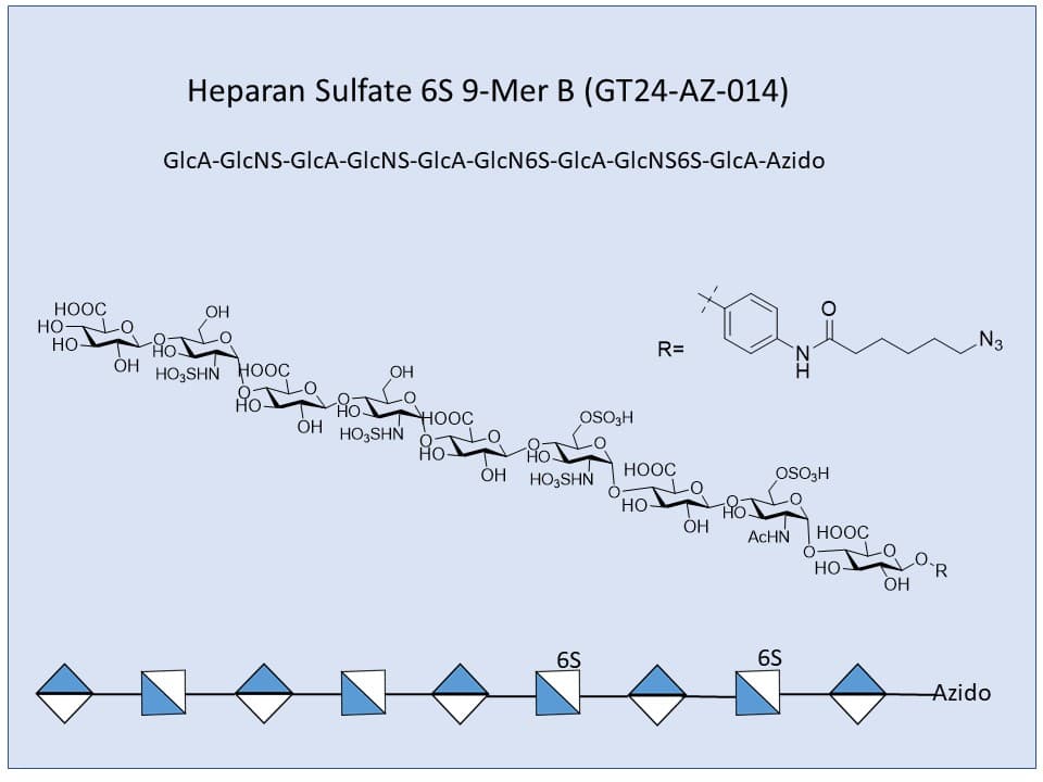 Heparan Sulfate 6S 9-Mer B