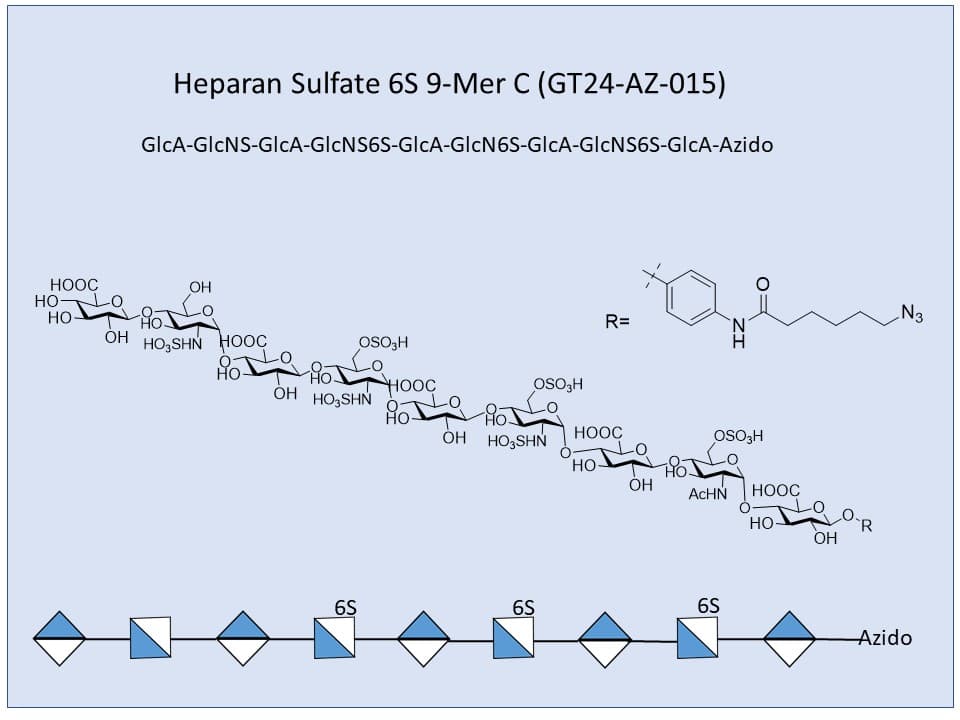 Heparan Sulfate 6S 9-Mer C