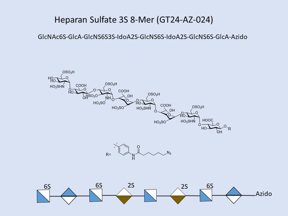 Heparan Sulfate 3S 8-Mer
