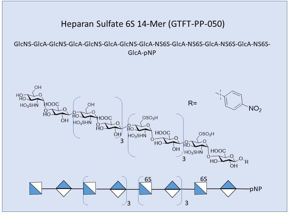 <h2>Heparan Sulfate 6S 16-Mer</h2>