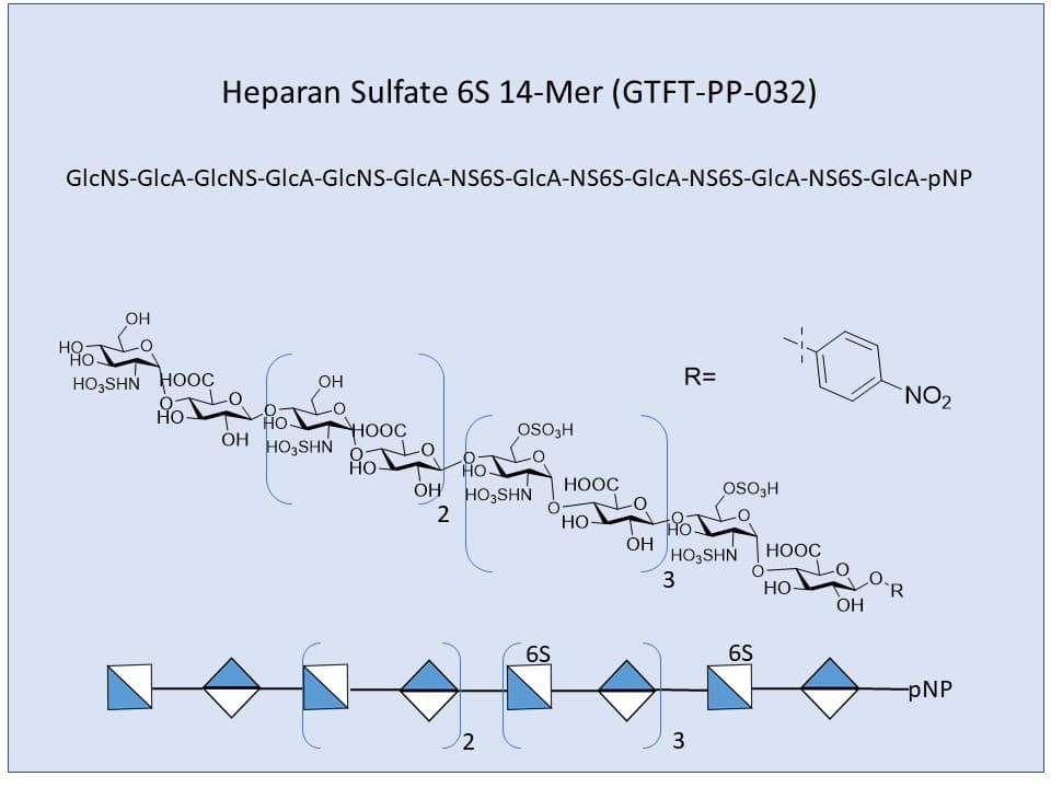 <h2>Heparan Sulfate 6S 14-Mer</h2>