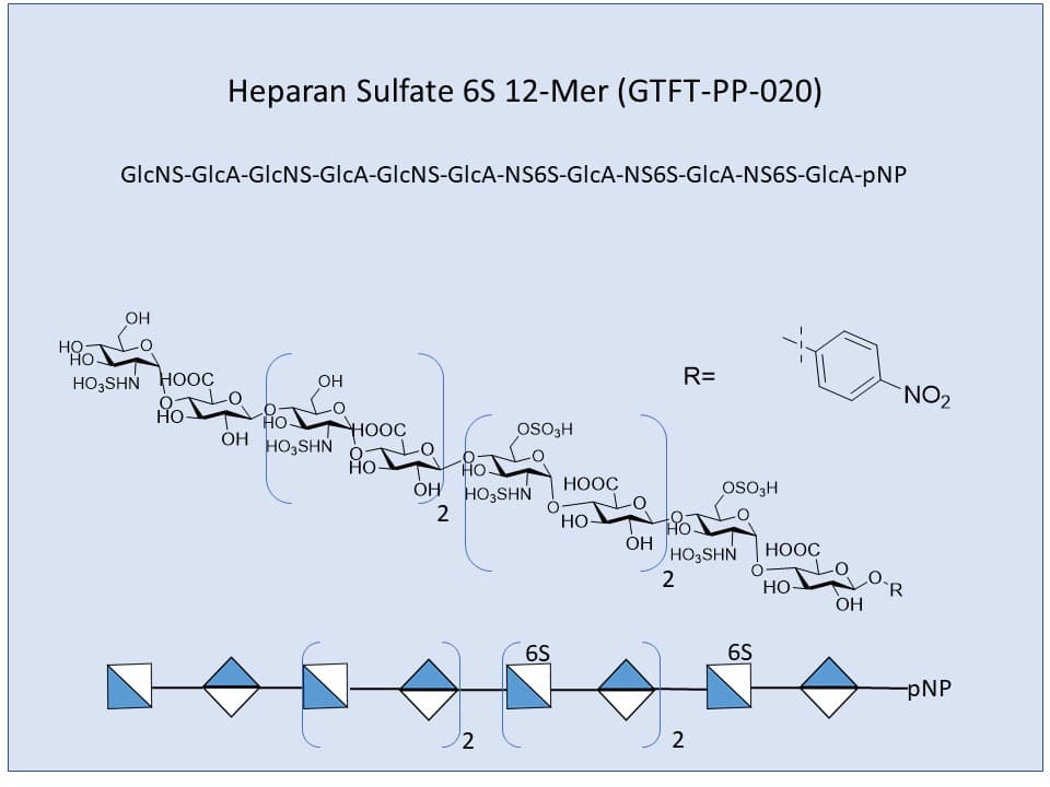 <h2>Heparan Sulfate 6S 12-Mer</h2>