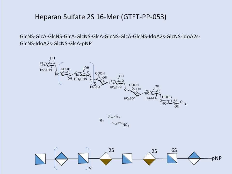 Heparan Sulfate 2S 16-Mer