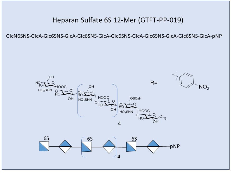 <h2>Heparan Sulfate 6S 12-Mer</h2>