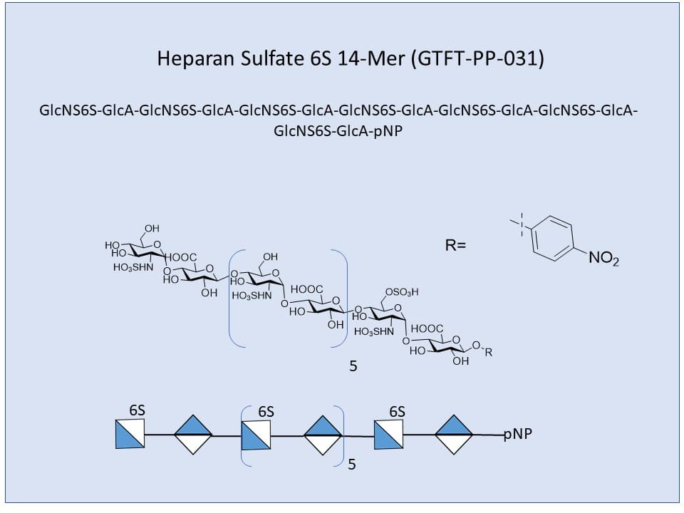 <h2>Heparan Sulfate 6S 14-Mer</h2>