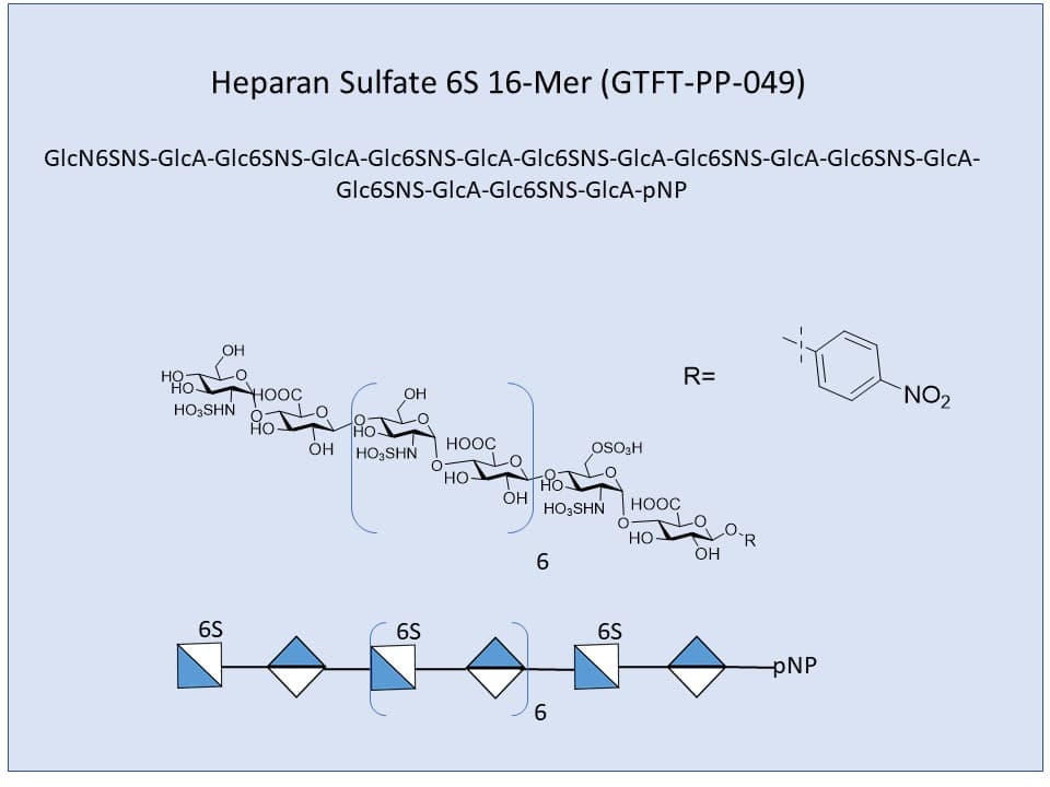 <h2>Heparan Sulfate 6S 16-Mer</h2>