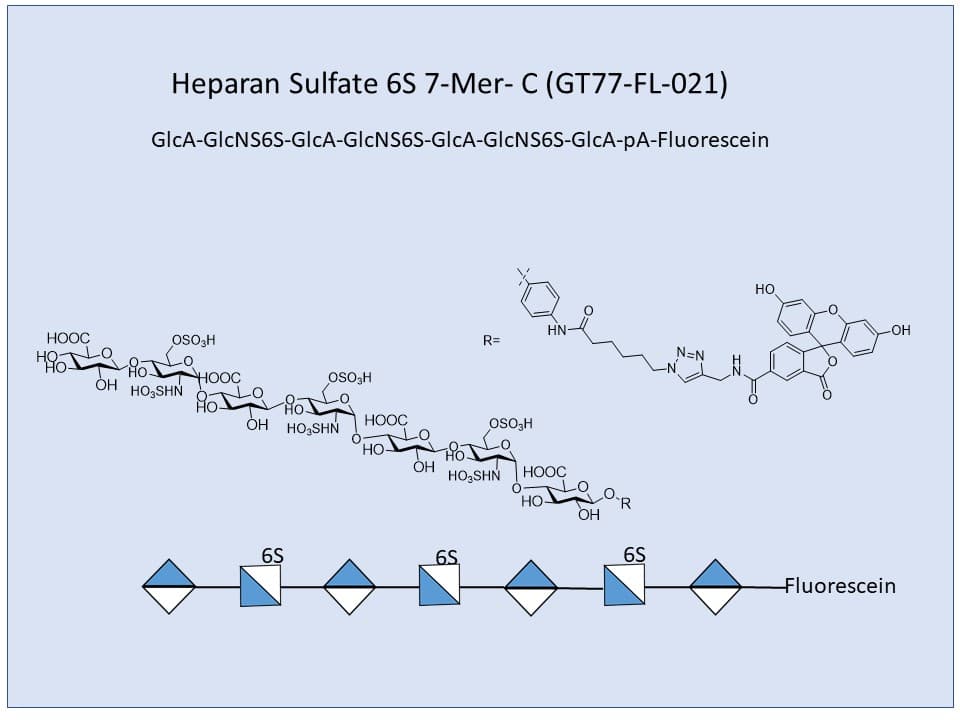 Heparan Sulfate 6S 7-Mer Fluor