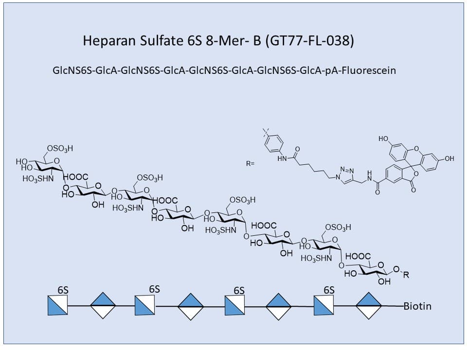 Heparan Sulfate 6S 8-Mer Fluor