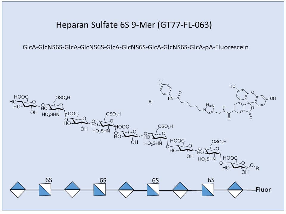 Heparan Sulfate 6S 9-Mer Fluor