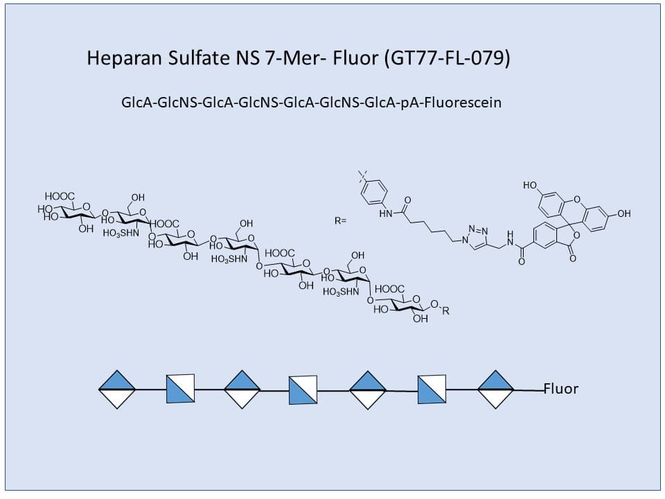 Heparan Sulfate NS 7-Mer Fluor