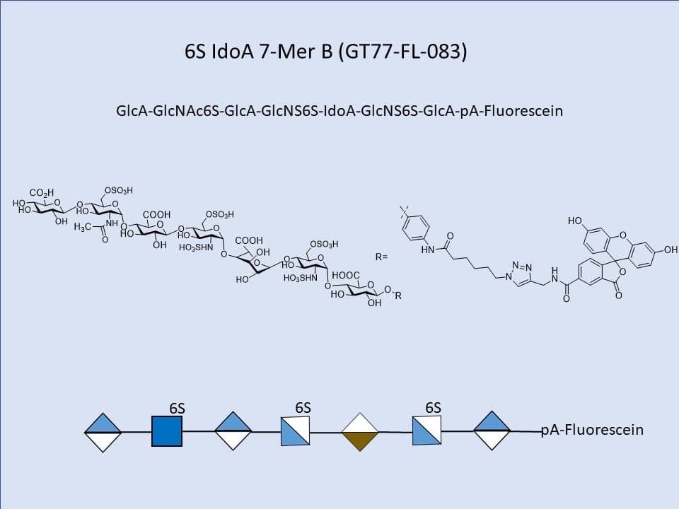 Heparan Sulfate NAc6S NS6S IdoA 6-Mer Fluor B