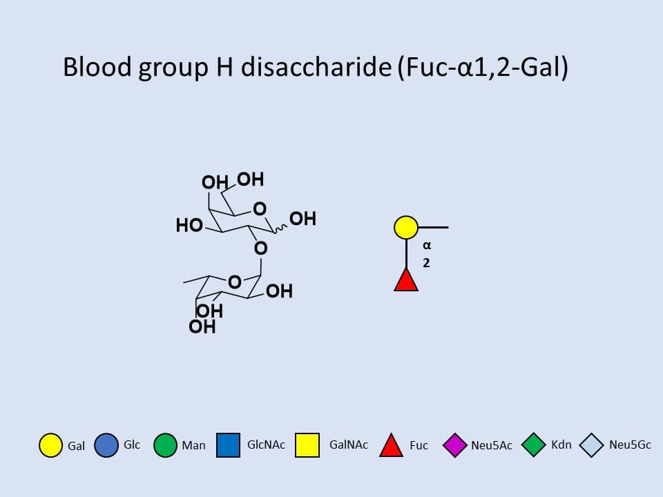 Blood group H disaccharide