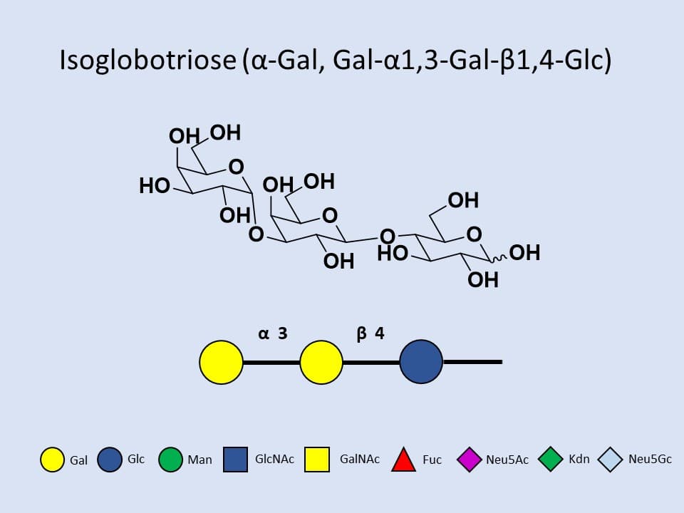 Isoglobotriose (aGal)