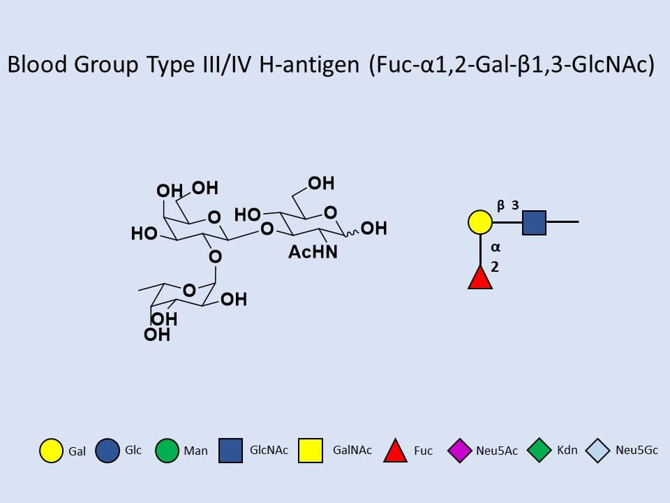 Blood group Type III/IV H-antigen