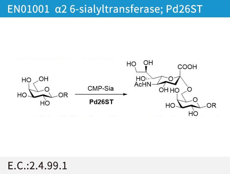 α2,6-sialyltransferase (Pd26ST)